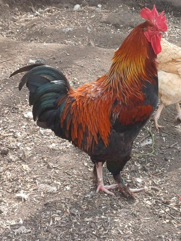 Zwart koperhals marans haan, Dieren en Toebehoren, Pluimvee, Mannelijk, Kip