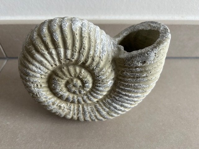 Decoratie Ammoniet, Enlèvement ou Envoi, Neuf, Beige, Autres matériaux