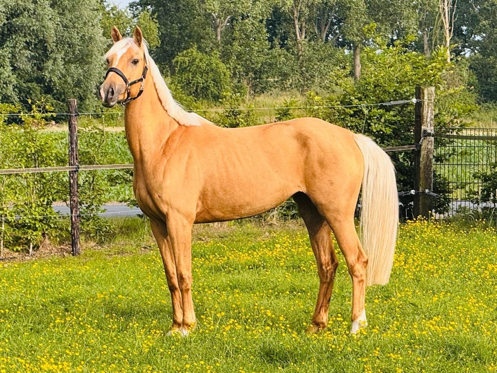 Gouden thuis gezocht, Dieren en Toebehoren, Merrie, Zadelmak