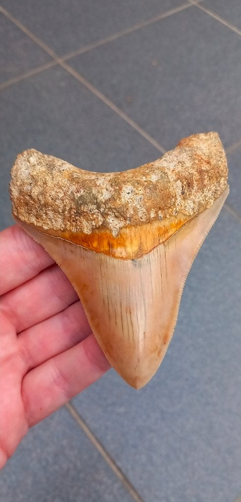 Mooie Megalodon haaientand fossiel, Ophalen of Verzenden, Fossiel