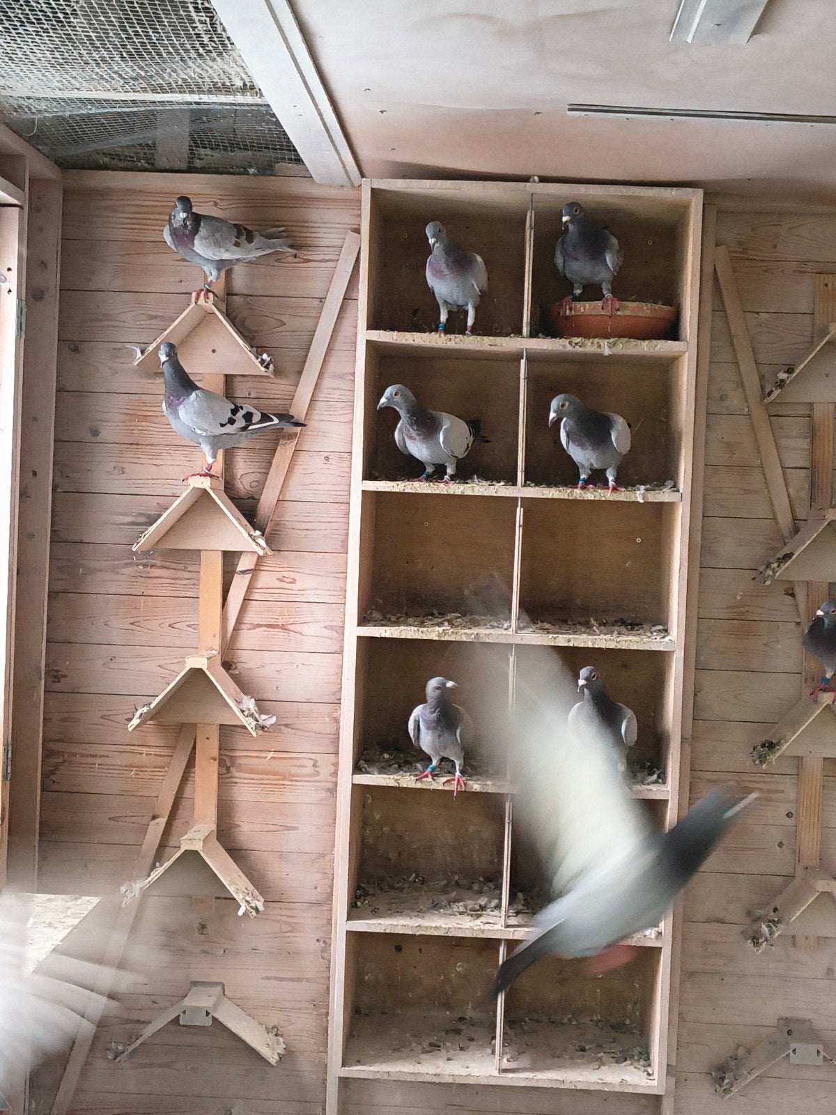 duiven fond, zware fond 2026, Meerdere dieren, Postduif