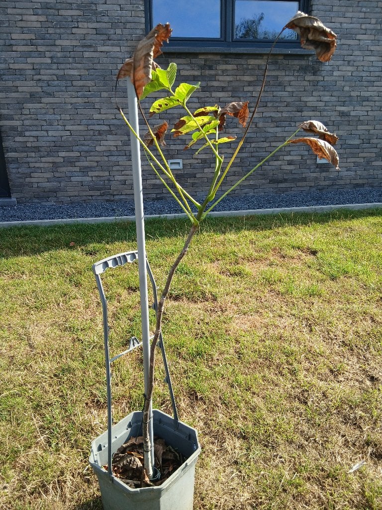 Arbre à noix, Enlèvement, Autres espèces, 100 à 250 cm