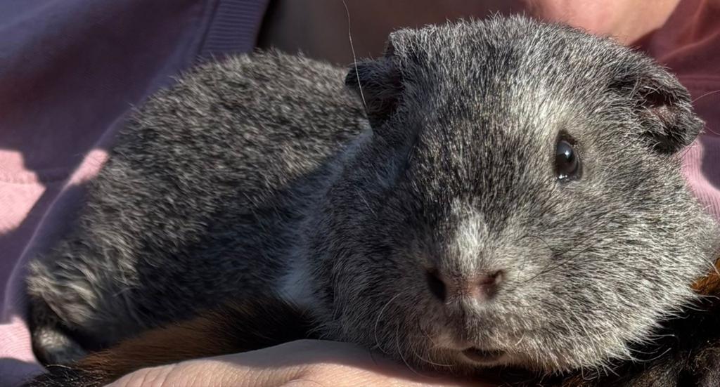 Hele lieve rex cavia beer, Dieren en Toebehoren, Knaagdieren, Cavia, Mannelijk, December, Tam