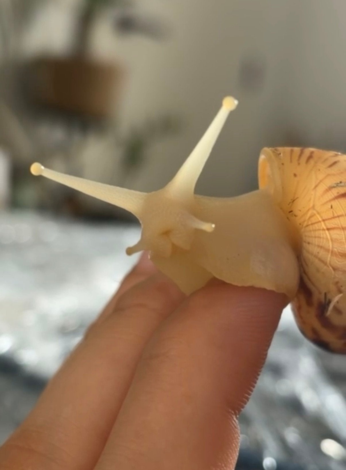 Afrikaanse reuzenslak / agaatslak (albino), Animaux & Accessoires