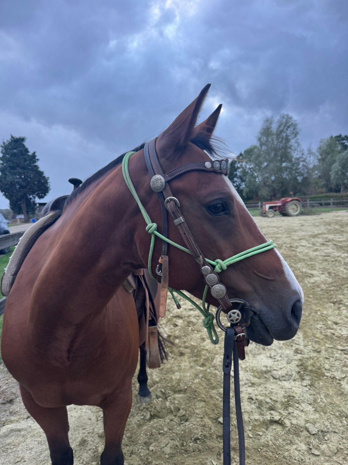 Quarter merrie te koop, Dieren en Toebehoren, Merrie, Minder dan 160 cm, Westernpaard, Gechipt
