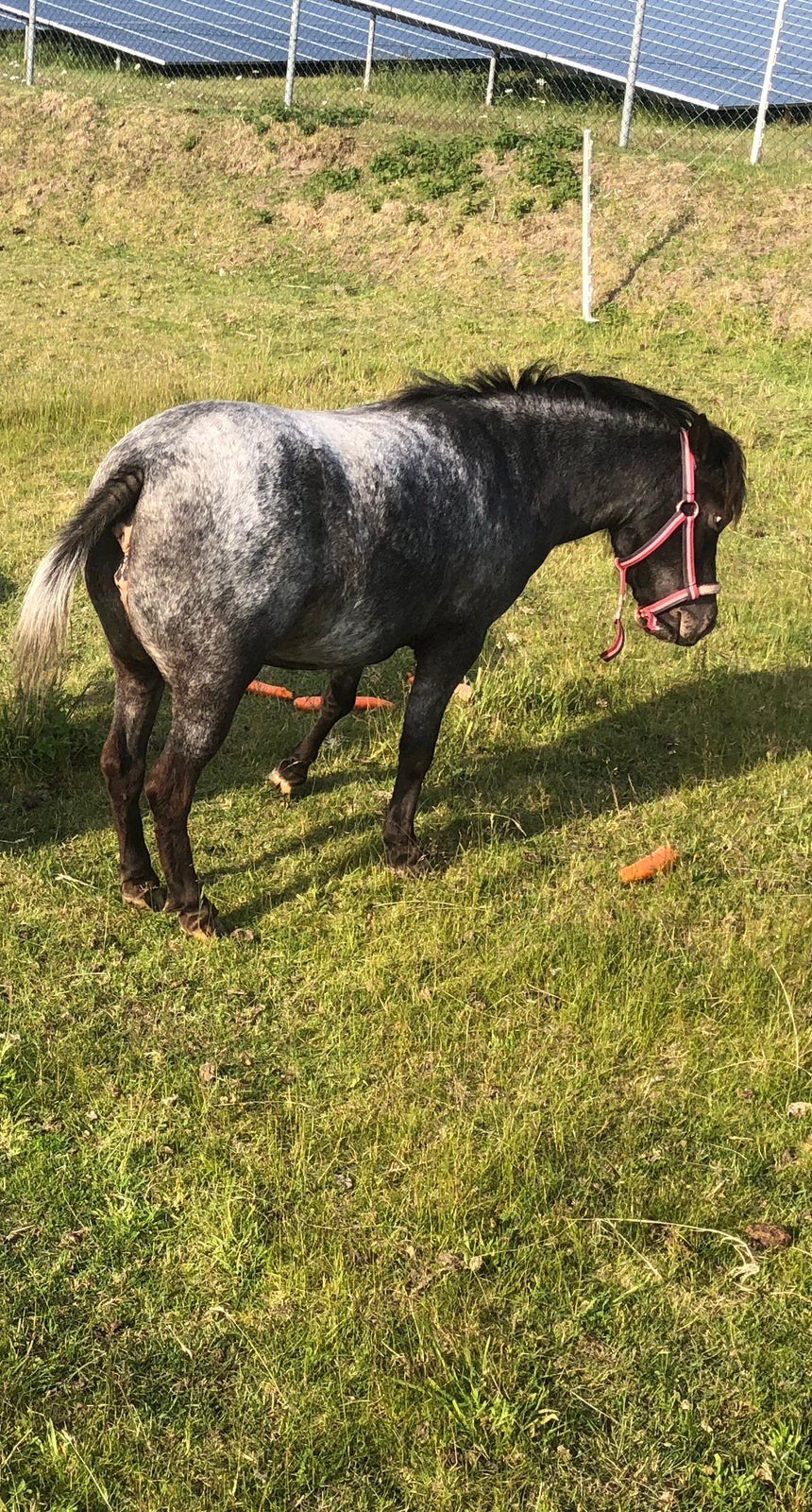 Tekoop 4 super leuke en lieve shetlander merries, Dieren en Toebehoren