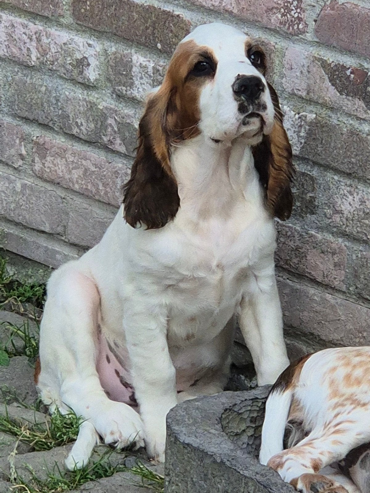 Engelse Cocker Spaniël pup, Chien (mâle), Maladie de Carré (chiens), Belgique, Éleveur | Loisir