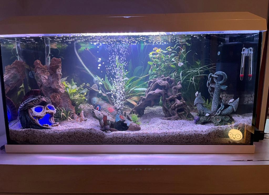 Aqarium juwel 110 liter, Animaux & Accessoires, Enlèvement, Comme neuf, Filter, Juwel