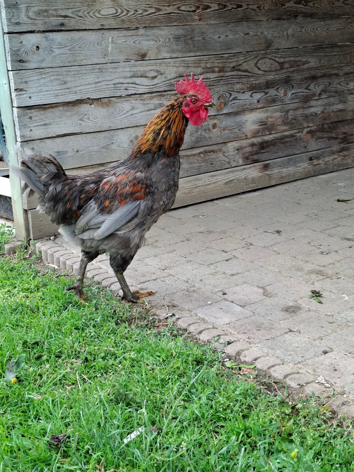Jonge haan., Dieren en Toebehoren, Pluimvee