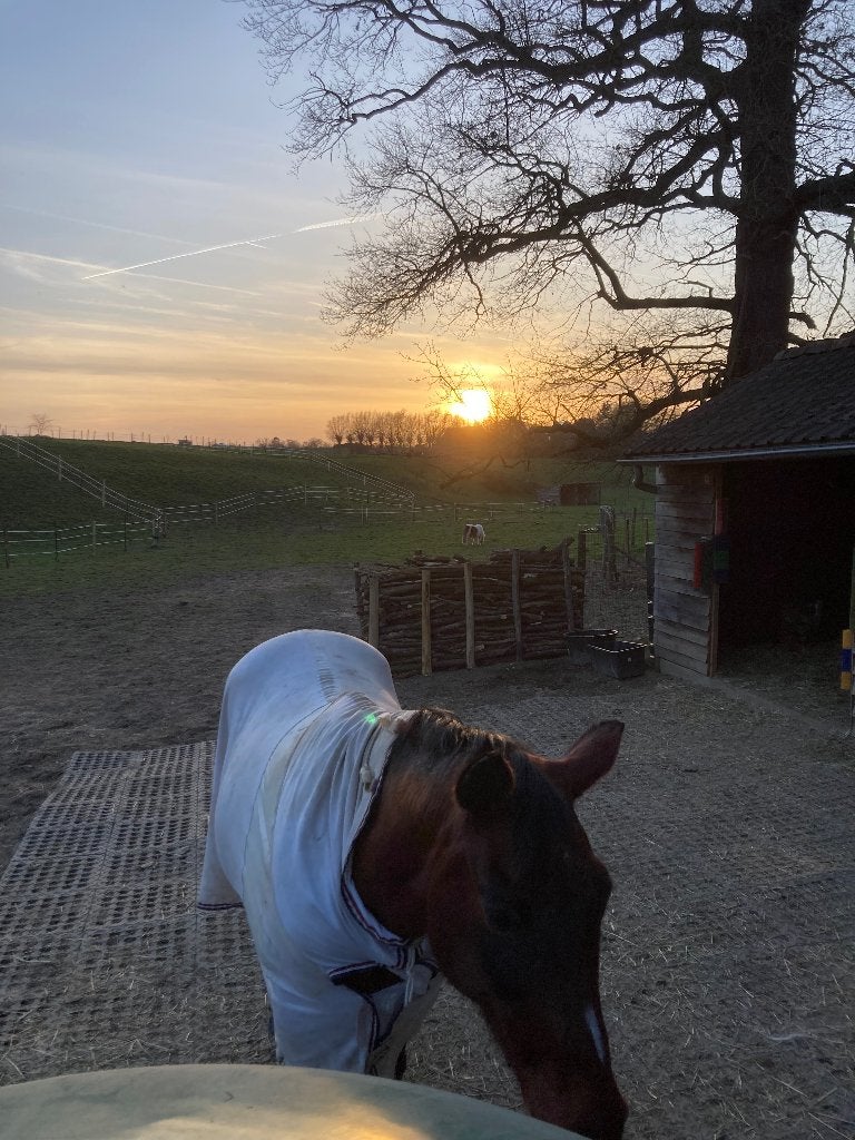 Pension prairie en auto-gestion à Uccle - 280€, Animaux & Accessoires, Box & Pâturages, Pâturage, 1 cheval ou poney