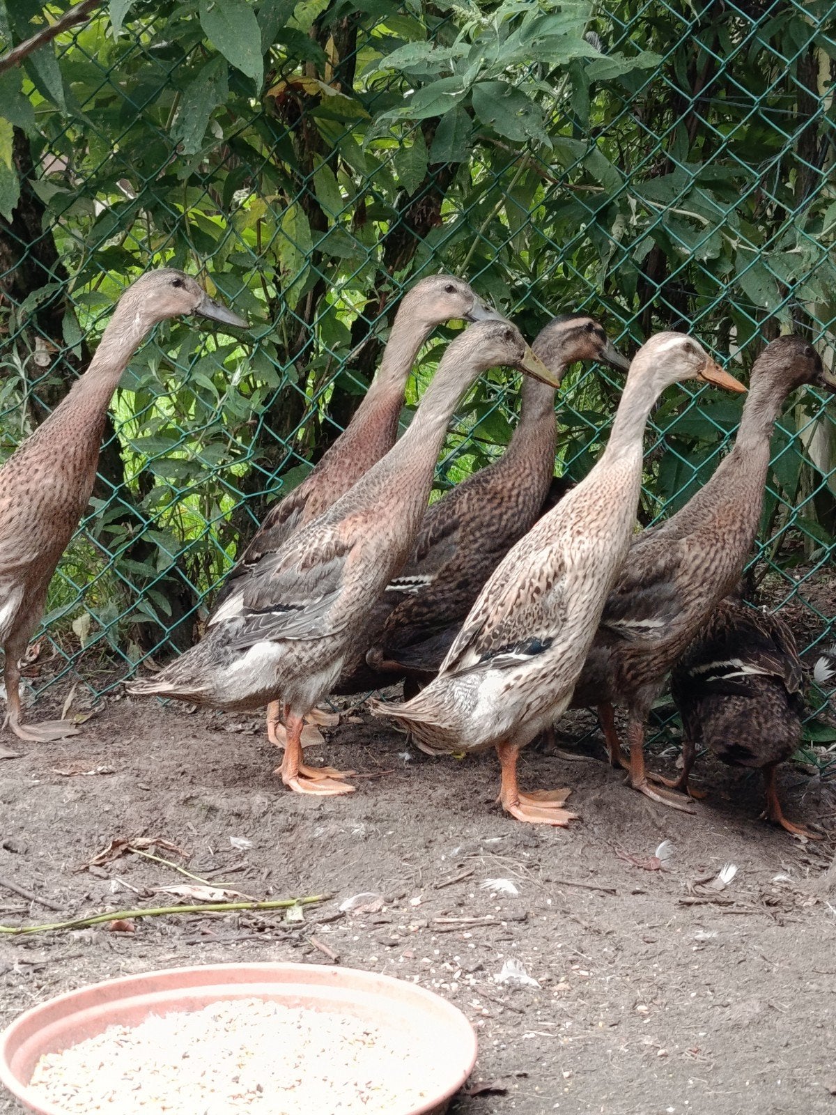 Coureurs