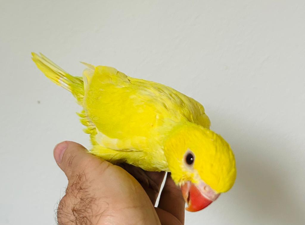 Handtamme Jonge halsbandparkieten 4 weken oud, Dieren en Toebehoren, Vogels | Parkieten en Papegaaien, Geslacht onbekend, Geringd