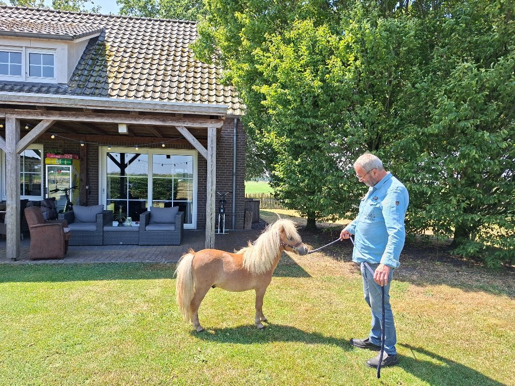Prachtig hengstje, Étalon, Poney A (jusqu'à 1.17 m), Vermifugé, 0 à 2 ans
