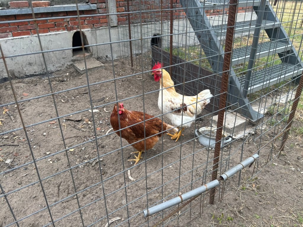 Hanen te koop, Mannelijk, Kip