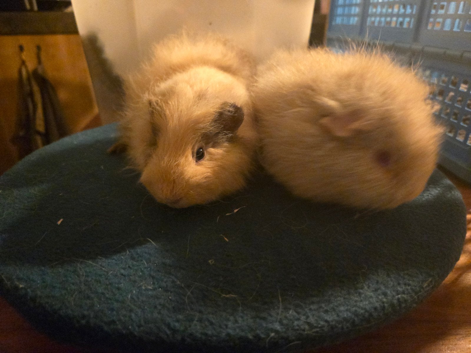 Vrolijk berenkoppel Feanor & Finneas! CH Teddy, Dieren en Toebehoren, Cavia, Mannelijk, Juli, Tam