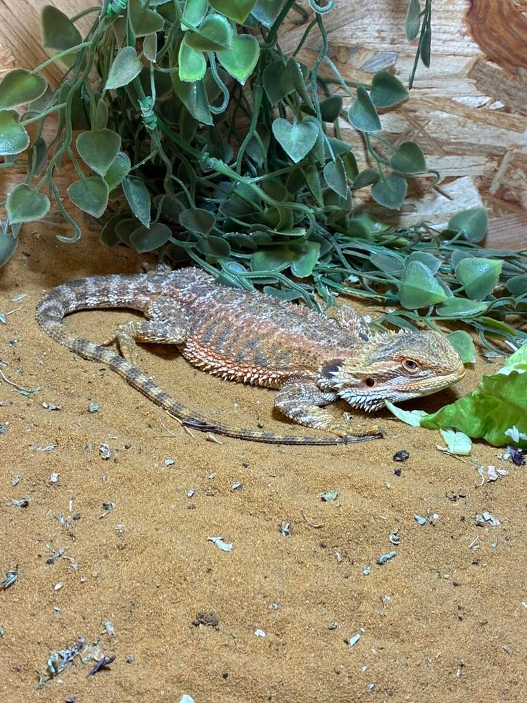 Dwerg baaragaam, Lézard, Domestique, 0 à 2 ans
