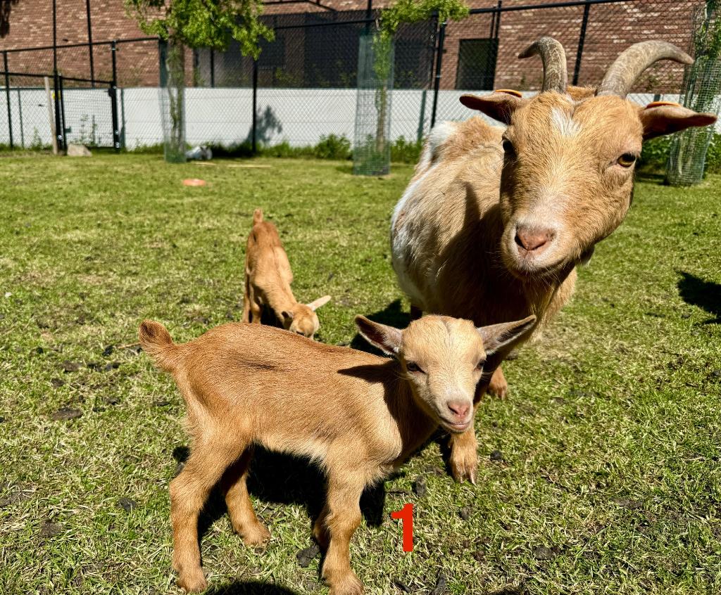 dwerggeitjes - blauw/zwart schimmel tan, camel..., Plusieurs animaux, Chèvre, 0 à 2 ans