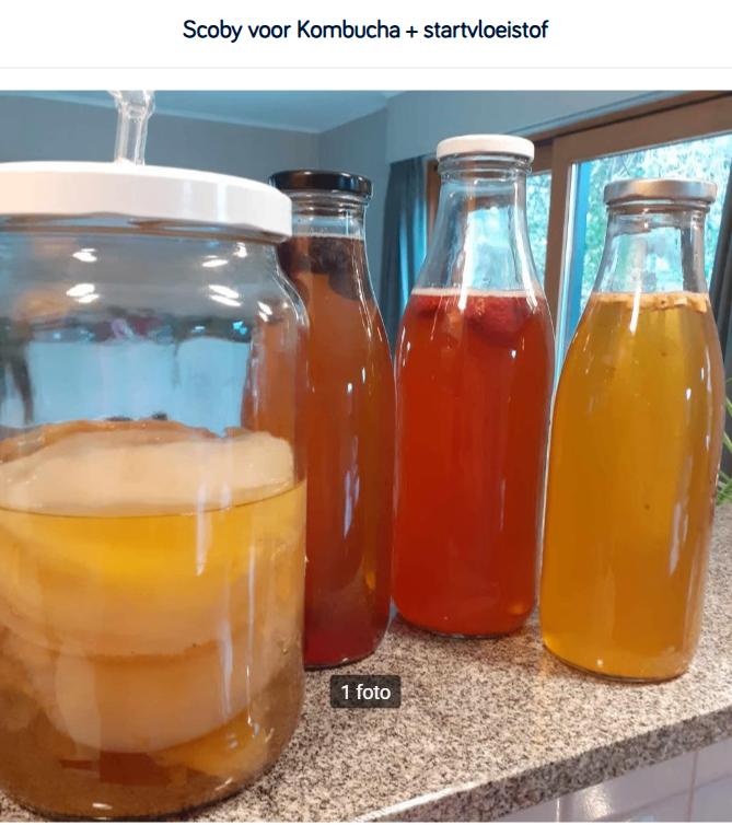 SCOBY voor kombucha + startvloeistof, Diversen, Levensmiddelen, Ophalen