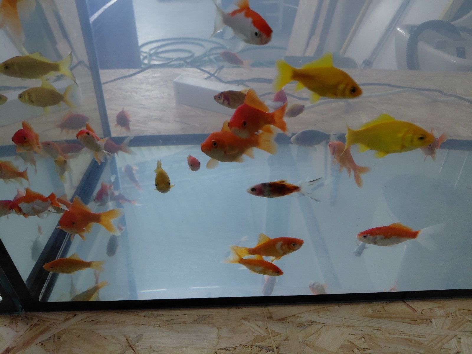 Goudvis mix, Dieren en Toebehoren