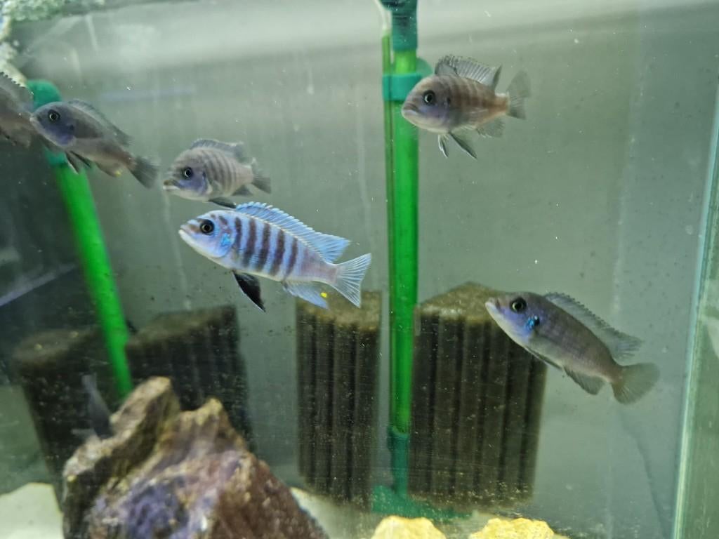 malawi cichliden - Maison Reef Zebra, Animaux & Accessoires, Poissons | Poissons d'aquarium, Poisson d'eau douce, Poisson