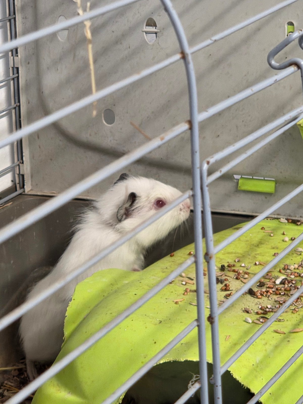 2 cavia jongen mogen mama verlaten, Dieren en Toebehoren, Maart, Geslacht onbekend, Cavia
