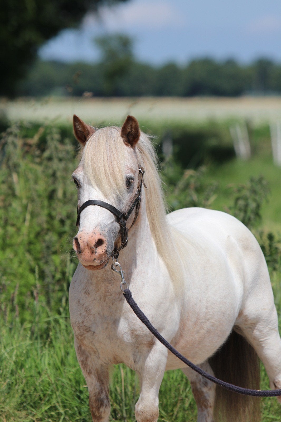 Prachtige appaloosa pony ruinen, Ruin, M