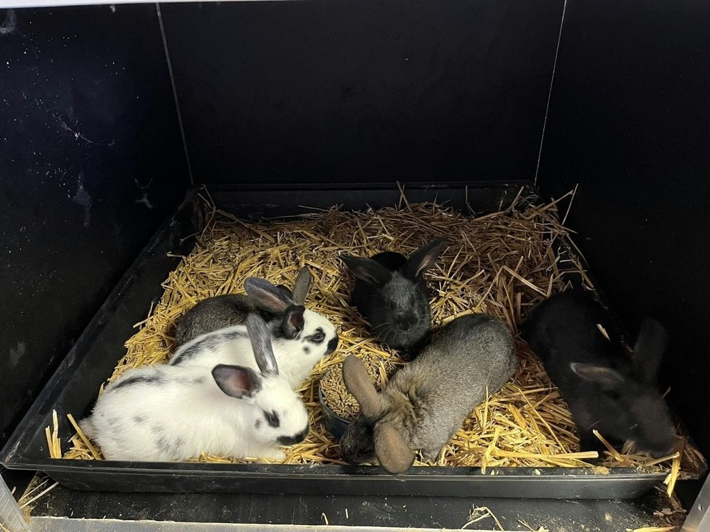Nestje jonge vleeskonijnen, Dieren en Toebehoren