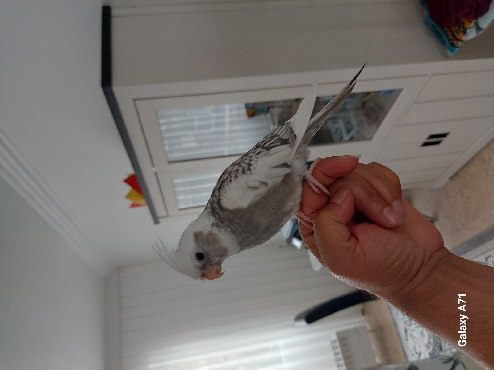 Super tamme valkparkiet, Dieren en Toebehoren, Vogels | Parkieten en Papegaaien, Geslacht onbekend, Parkiet, Geringd