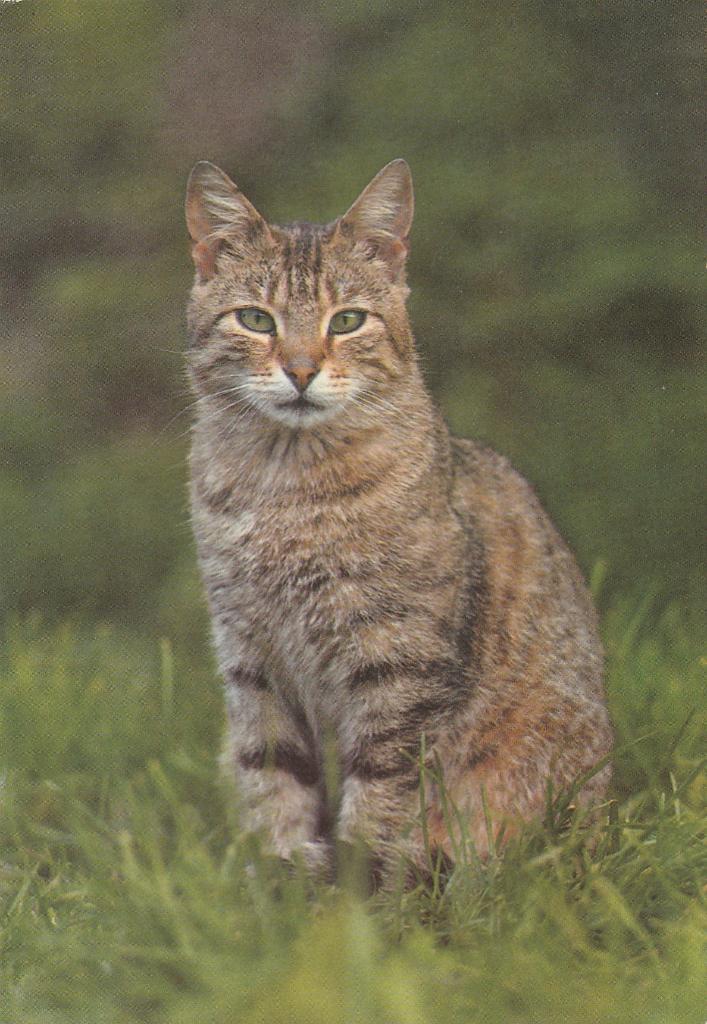KAT   2, Verzamelen, Postkaarten | Dieren, Verzenden, 1980 tot heden, Gelopen, Hond of Kat