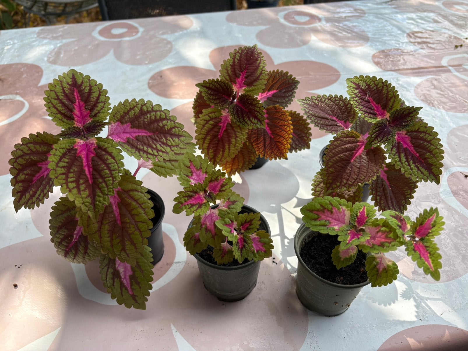 Siernetel stekjes (1€/stuk vanaf 5 plantjes), Ophalen, Overige soorten, Minder dan 100 cm