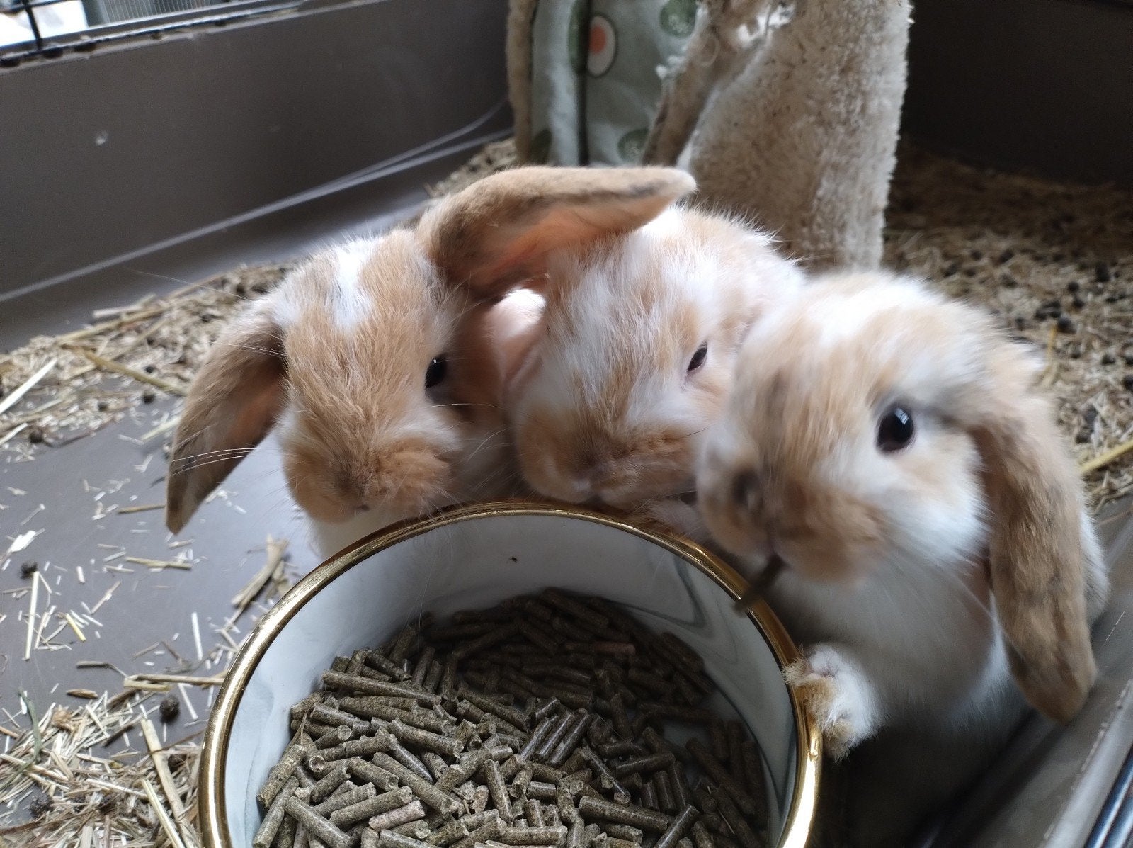 Nederlands dwerghangoor x minilop konijntjes, Dieren en Toebehoren, Konijnen, Meerdere dieren, Hangoor, 0 tot 2 jaar
