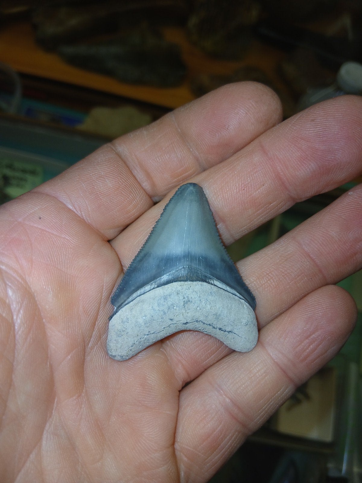 Fossiele megalodon tand, Ophalen of Verzenden