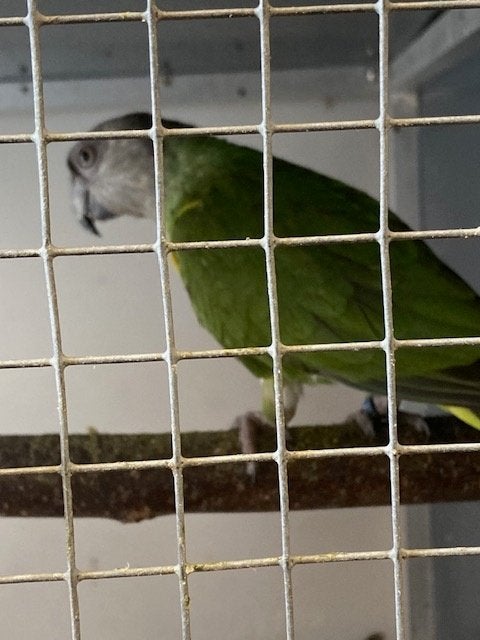 Bonte Boer, Meerdere dieren, Papegaai, Geringd