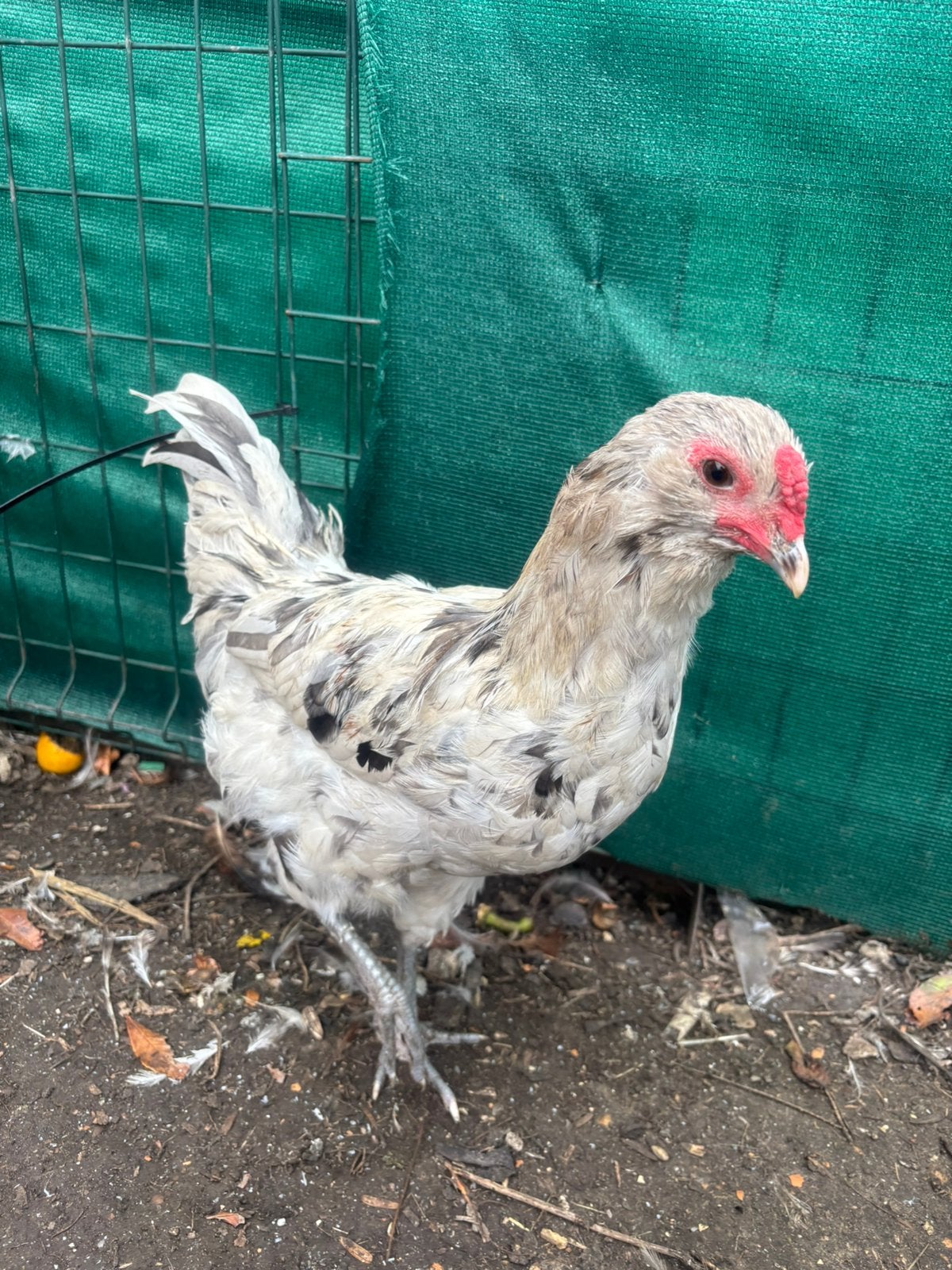 Araucana haan, Dieren en Toebehoren, Mannelijk, Kip
