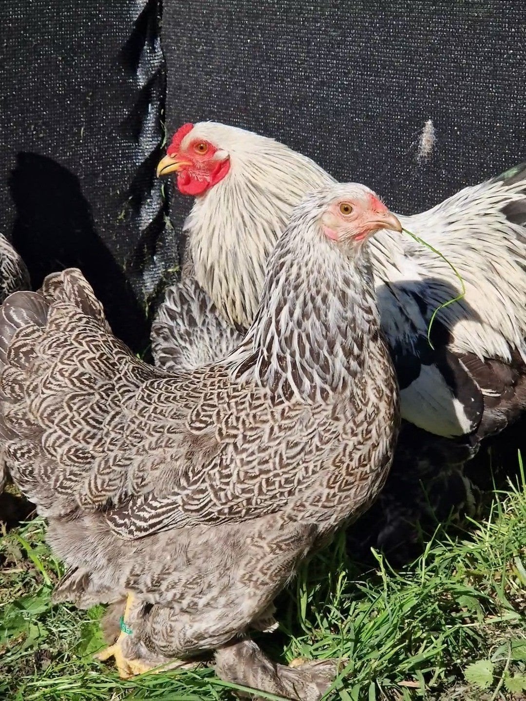 Broedeieren Brahma Kriel