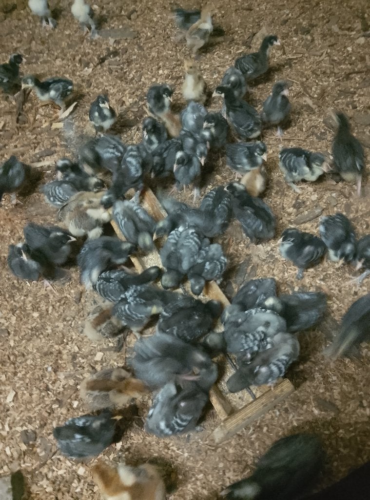 Kuikens Mechelse koekoek, Dieren en Toebehoren, Pluimvee