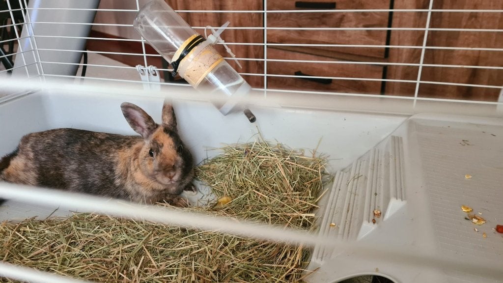 Konijn 1 jaar gratis op te halen, Animaux & Accessoires, Lapins, Taille moyenne, Mâle, 0 à 2 ans