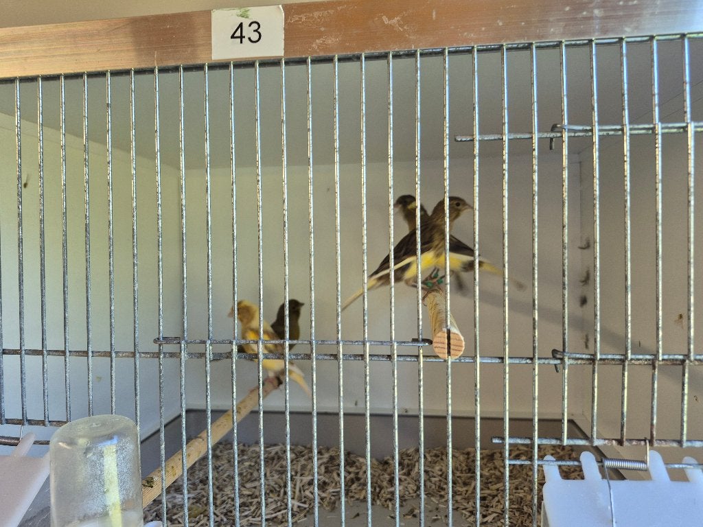 kanaries, Dieren en Toebehoren, Vogels | Kanaries, Bastaard
