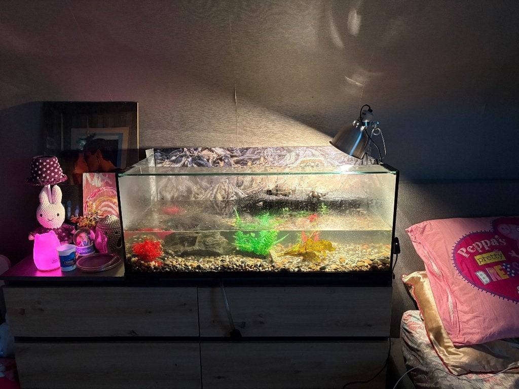 Aquarium + schildpadden, Dieren en Toebehoren, Augustus, Meerdere dieren