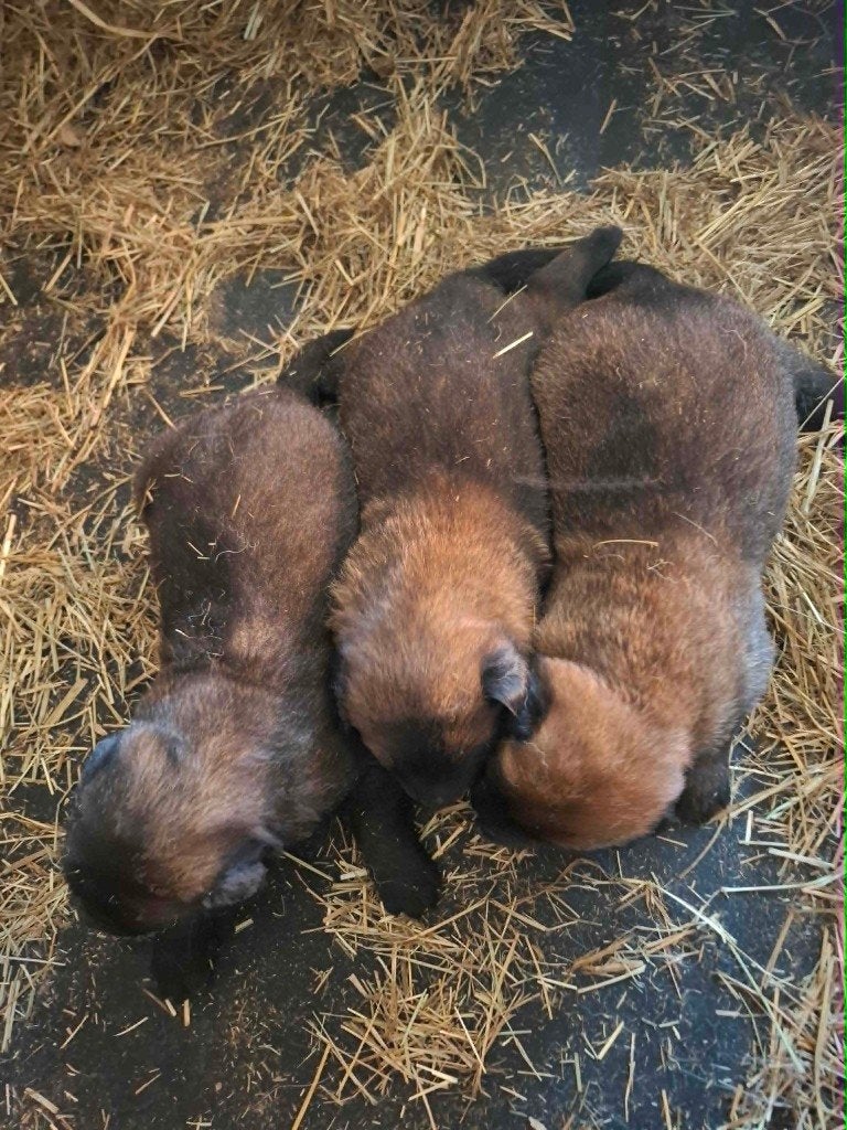 Mechelse herder pups met NVBk stamboom !!!., Chien (mâle), 8 à 15 semaines, Plusieurs, Éleveur | Loisir