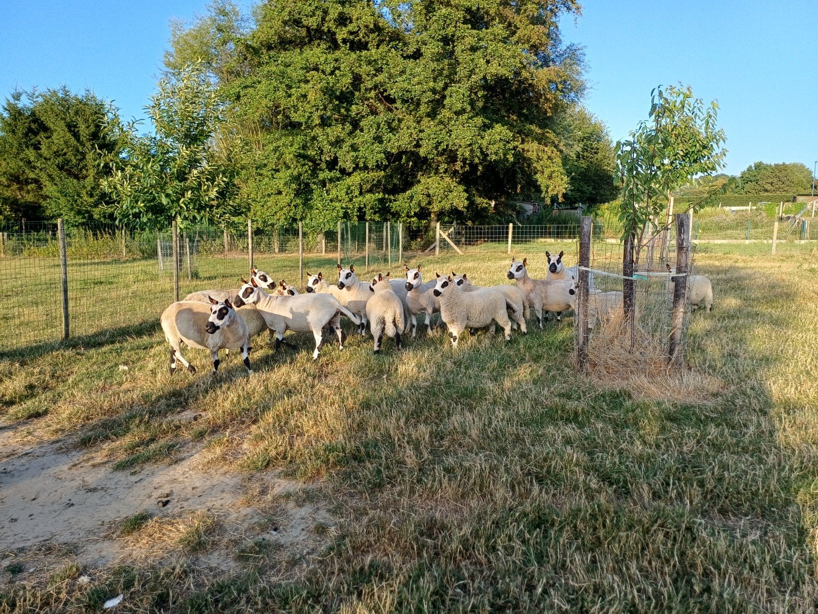 kerry hill ramlammeren