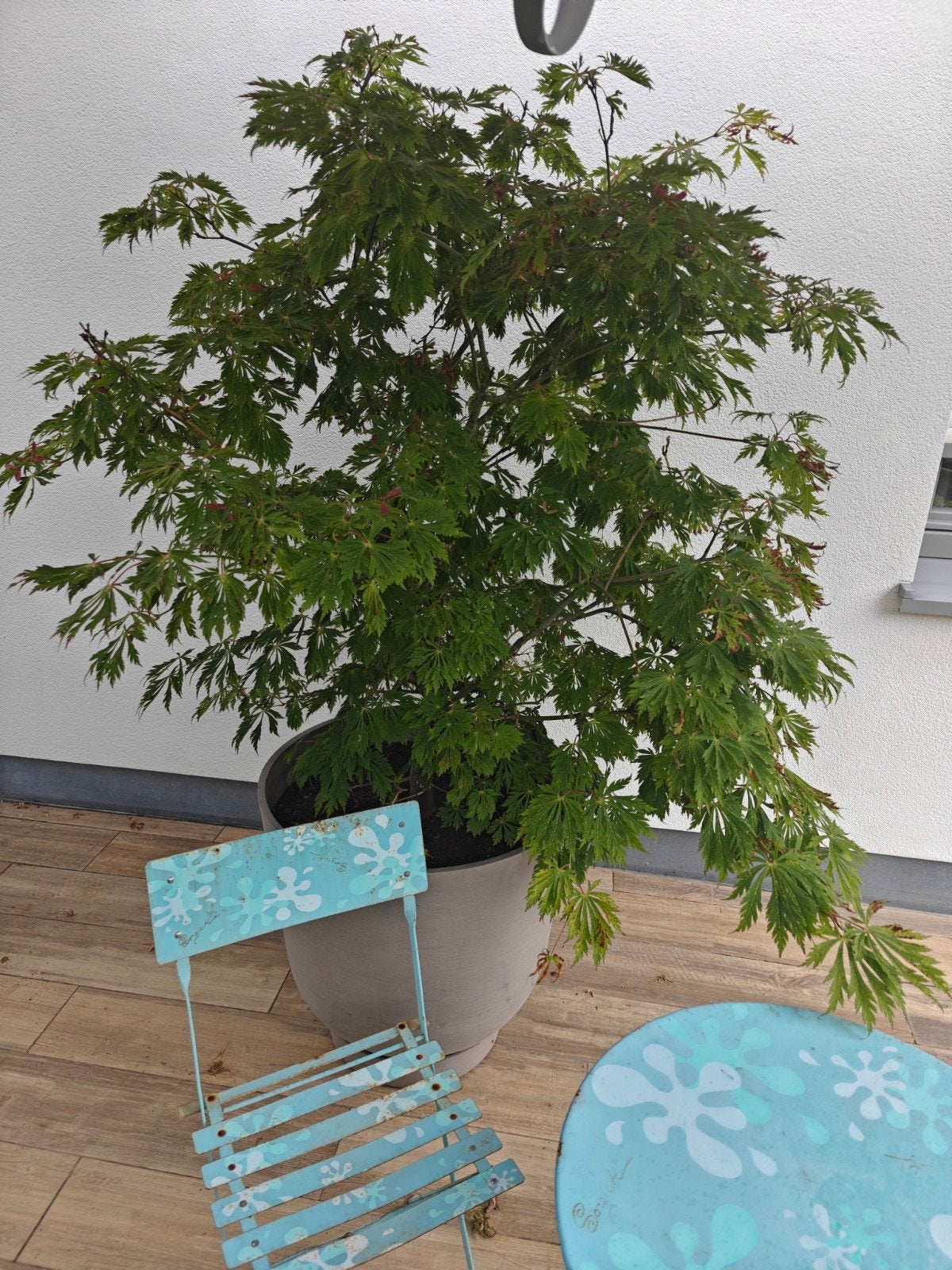 Mooie grote Japanse Esdoorn (Acer palmatum) - ong 180 cm, Tuin en Terras, Planten | Bomen, Halfschaduw, Ophalen