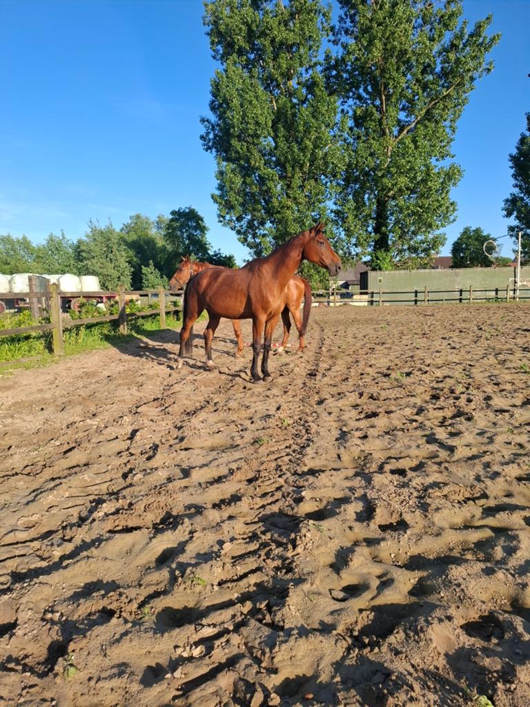 2 springpaard merries, Animaux & Accessoires, Chevaux, Cheval de saut
