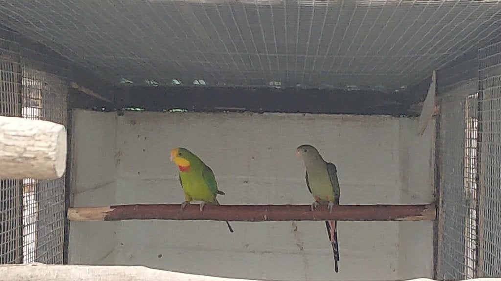 Kwkoppels bergen en barrabanden, Perruche, Bagué