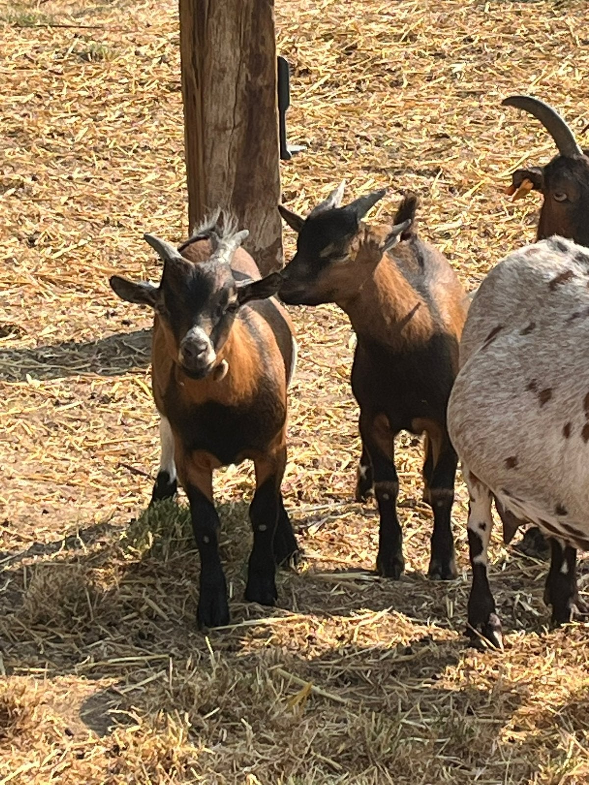 2 bokjes, Dieren en Toebehoren, Schapen, Geiten en Varkens, Mannelijk, Geit, 0 tot 2 jaar