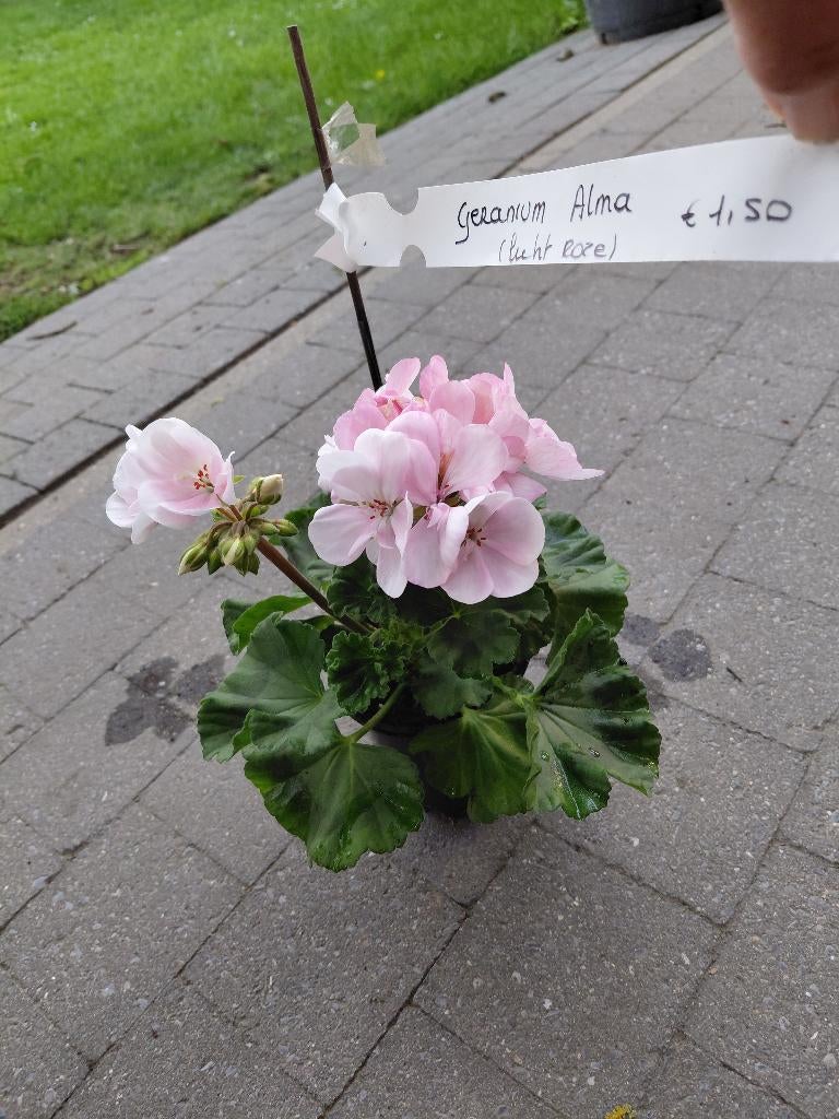 Geranium soorten staan en hang, Tuin en Terras, Ophalen