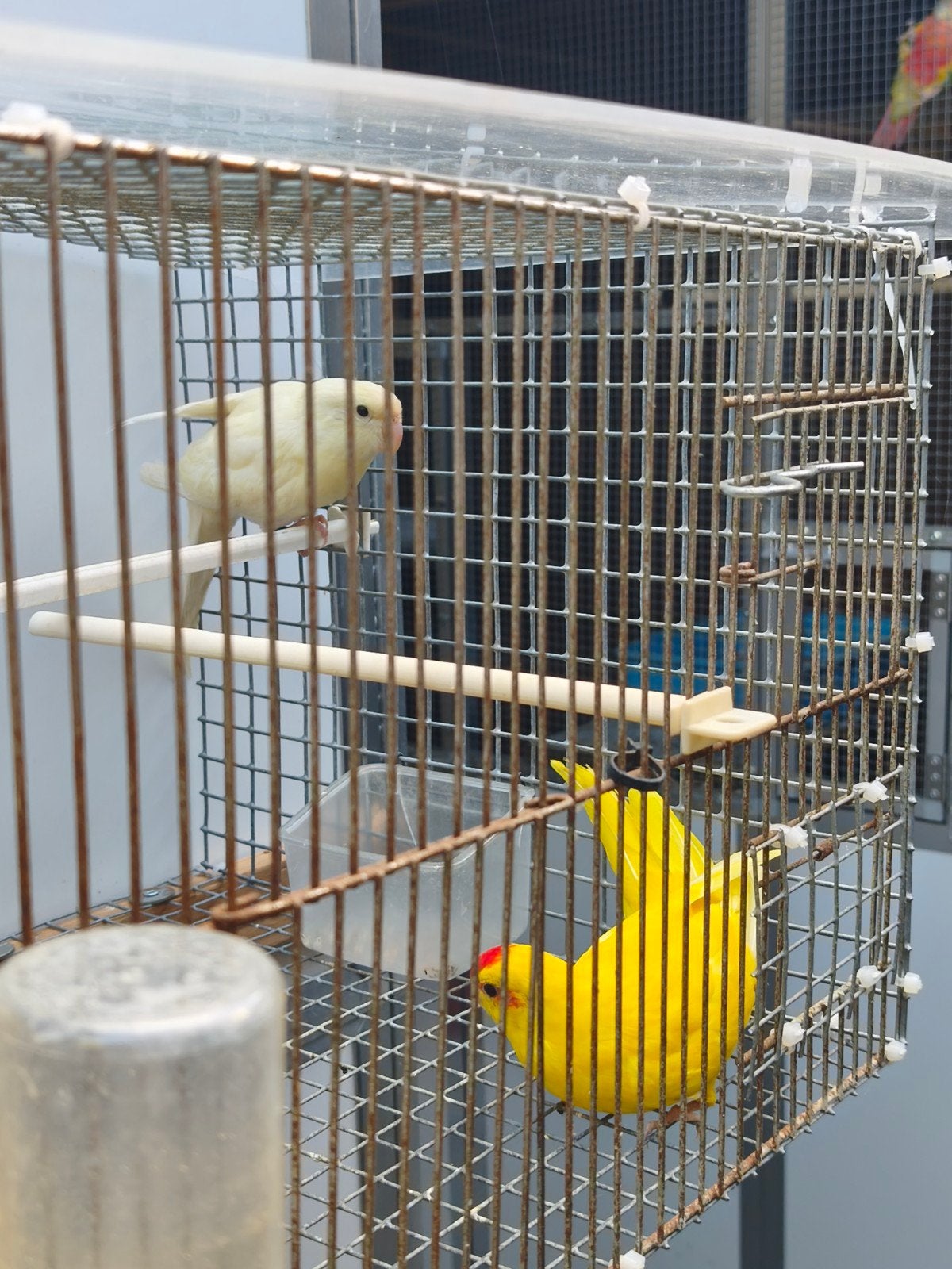 couple de kakariki