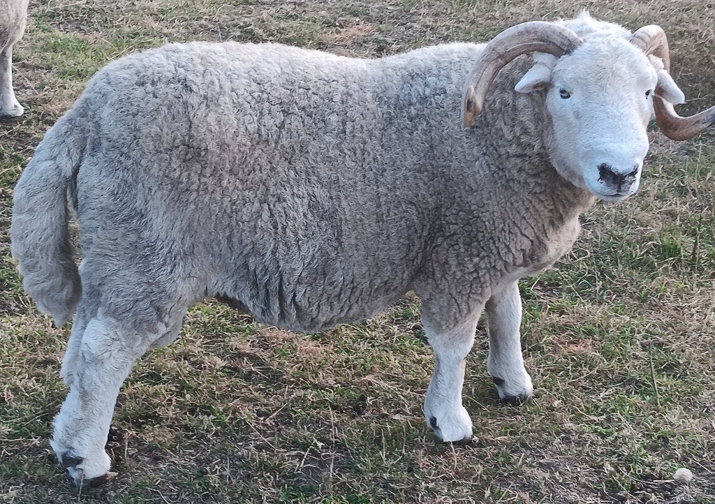 Prachtige Herdwickram, Dieren en Toebehoren, Schapen, Geiten en Varkens, Mannelijk, Schaap, 3 tot 5 jaar