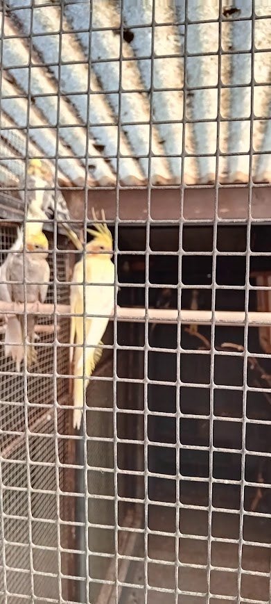parkieten, Plusieurs animaux, Perruche