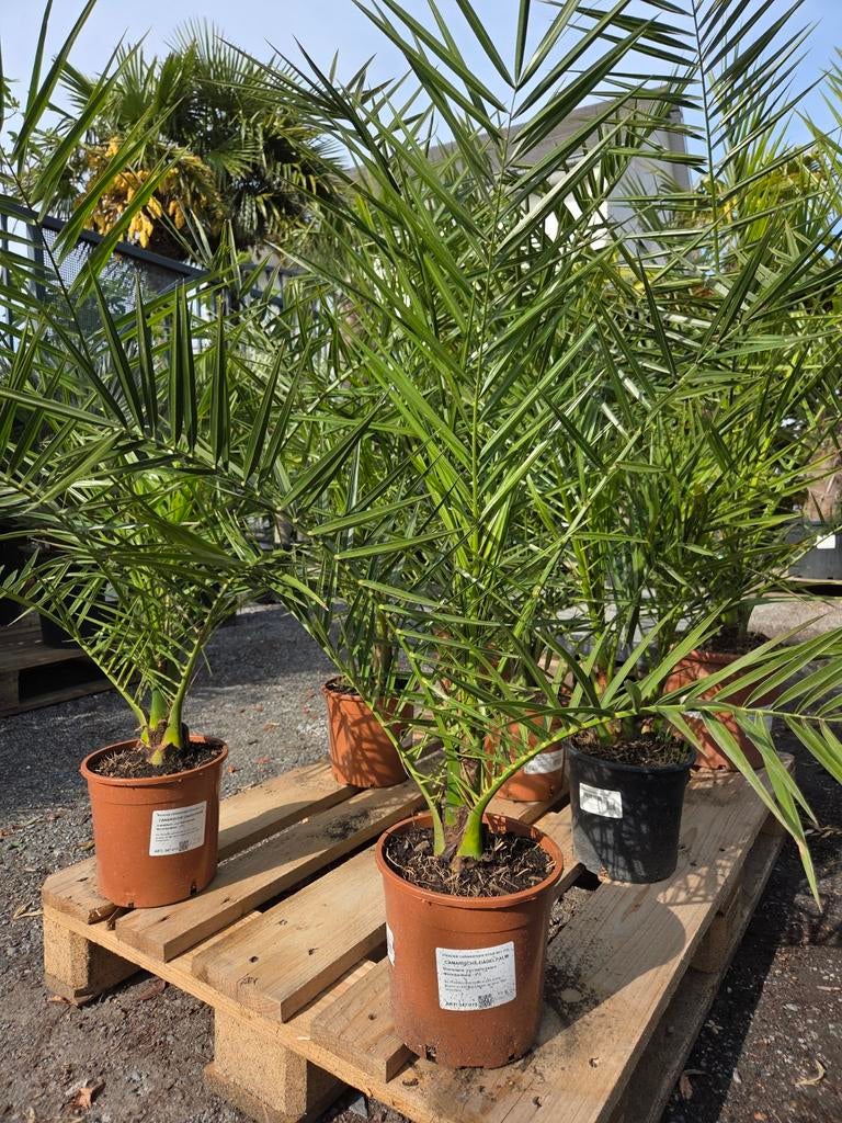 Phoenix Canariensis - dadelpalm, Ophalen